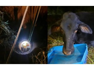 Em Tup, Corpo de Bombeiros resgata vaca que caiu em um poo de propriedade rural
