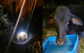 Em Tup�, Corpo de Bombeiros resgata vaca que caiu em um po�o de propriedade rural