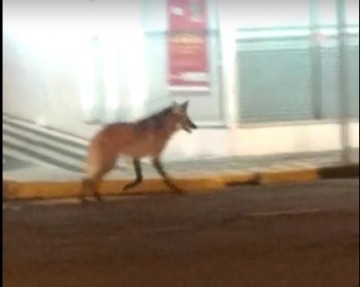 VDEO: Policial Militar filma lobo em ruas do centro de Osvaldo Cruz nesta madrugada