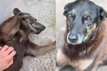 Pol�cia conclui inqu�rito sobre morte de c�o Orelha e pede interna��o de adolescente