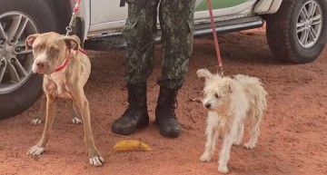 Mulher leva multa de R$ 6 mil e ainda responder� criminalmente por maus-tratos a c�es em Martin�polis