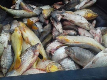Luc�lia: Pol�cia persegue caminhonete por estrada e canavial e apreende mais de 270 kg de pescados irregulares