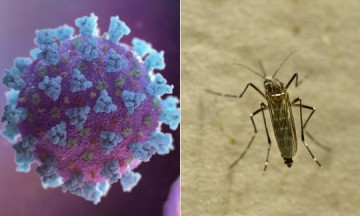 Covid-19 faz trs vezes mais vtimas do que a dengue em Osvaldo Cruz