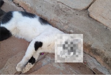 Aten��o: novos casos de envenenamento de animais s�o registrados em Osvaldo Cruz