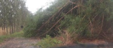 Quedas de rvores interditam a vicinal entre Osvaldo Cruz/Salmouro/Lagoa Azul e Parapu