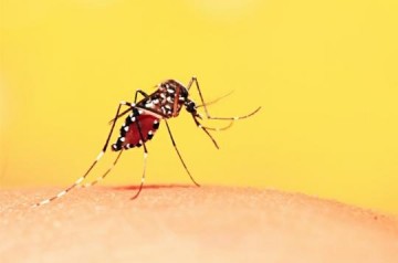 Secretaria de Sa�de de Osvaldo Cruz inicia busca ativa na zona rural para vacina��o contra febre amarela a partir desta sexta-feira, 21