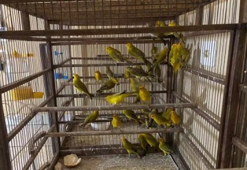 Pol�cia Civil apreende mais de 60 aves silvestres mantidas em cativeiro, em Tupi Paulista