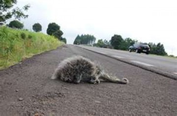 Motorista atropela animal e perde controle, em Tup�