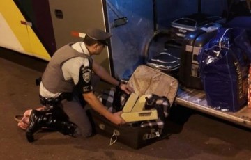 Contratado por R$ 1,5 mil para levar droga a S�o Paulo, gar�om acaba preso em Presidente Venceslau