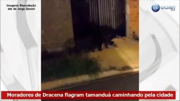 VDEO: Moradores de Dracena flagram tamandu caminhando pela cidade