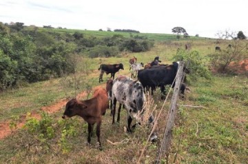 Polcia Ambiental multa propriedade rural em mais de R$ 61 mil por destruir vegetao nativa