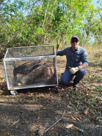 Bombeiros de OC apreendem tamandu� bandeira em pr�dio p�blico de Parapu�