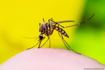 Casos de dengue chegam a 3.821 positivos em 2023