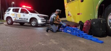 Passageiros de �nibus s�o flagrados com mais de 40 quilos de maconha em Presidente Venceslau