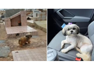 ARA�ATUBA: ap�s passar 10 meses em t�mulo onde tutor foi enterrado, cadela ganha nova fam�lia