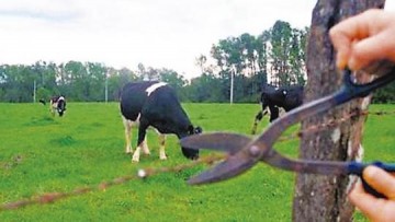 So identificadas duas propriedades rurais em Parapu que eram destino de gado furtado na regio de Adamantina
