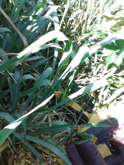 Foto enviada por Internauta