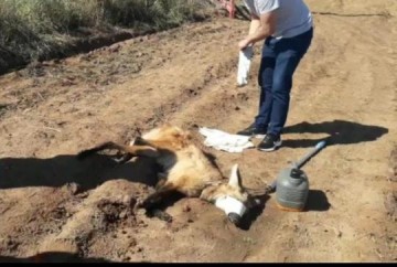 Amea�ado de extin��o, lobo-guar� � resgatado ap�s atropelamento na Rodovia Comandante Jo�o Ribeiro de Barros, em Dracena