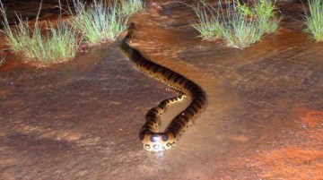 Correnteza arrasta sucuri para meio de rodovia em Ilha Solteira