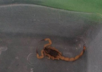 Internauta reclama de presen�a de escorpi�es na regi�o leste da cidade